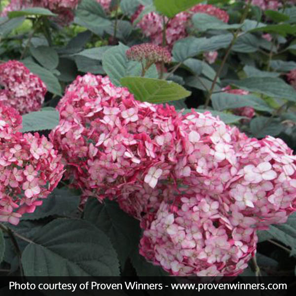 Invincibelle® Ruby Hydrangea