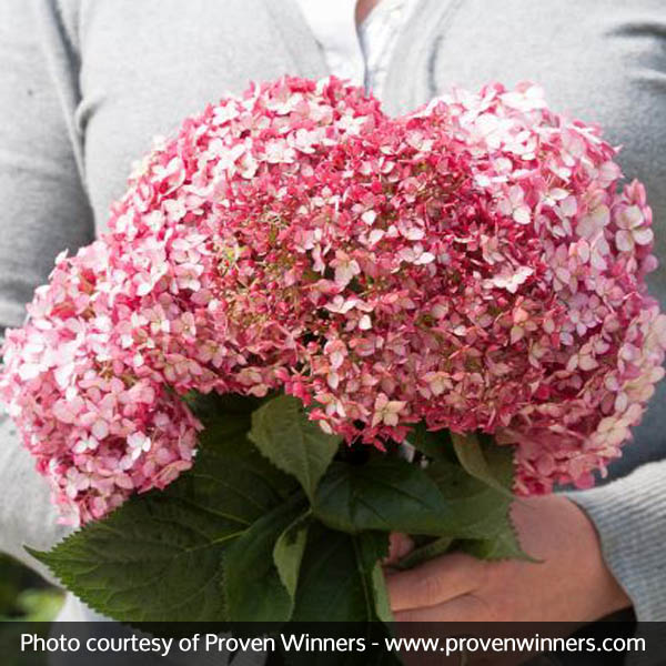 Invincibelle® Ruby Hydrangea - Image 5