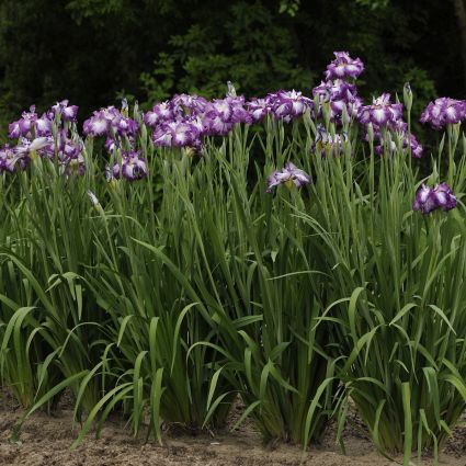 Iris Lion King - Image 3