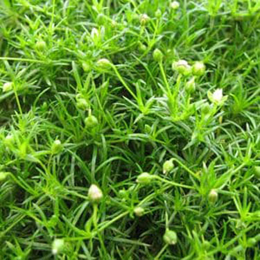 Irish Moss - Image 3