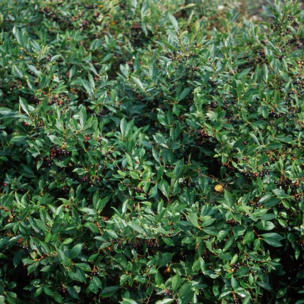 Iroquois Beauty Black Chokeberry - Image 4