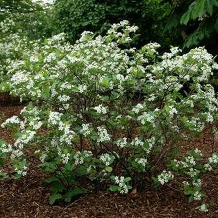 Iroquois Beauty Black Chokeberry - Image 2