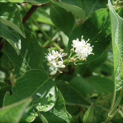 Isanti Dogwood - Image 3