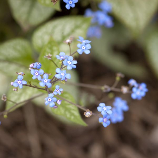 Jack Frost Brunnera - Image 3