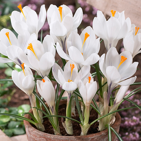 Jeanne d'Arc Crocus