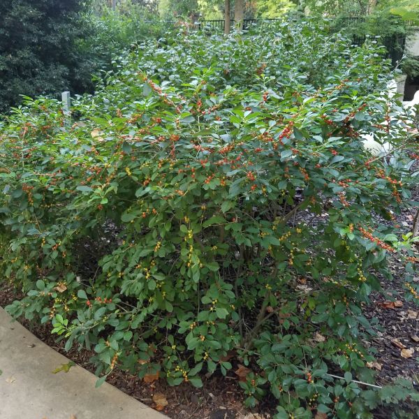 Jim Dandy Holly - Image 3