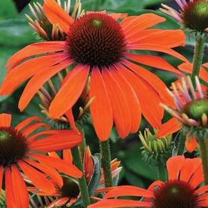 Julia Coneflower - Image 3