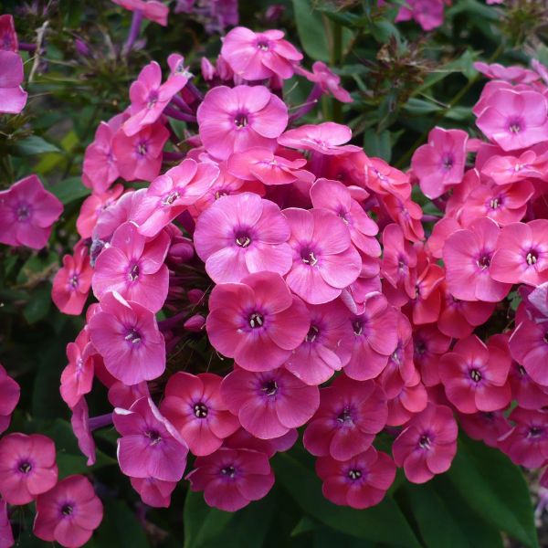 Junior Dance Phlox - Image 3