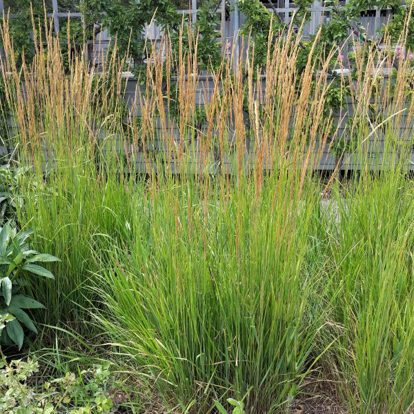 Karl Foerster Feather Reed Grass - Image 4