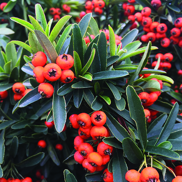 Kasan Scarlet Firethorn - Image 3