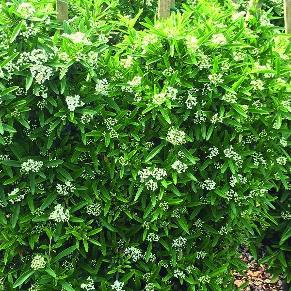 Kasan Scarlet Firethorn - Image 4