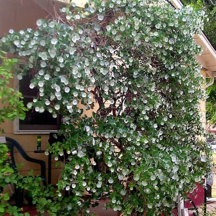 Honeysuckle Kintzley's Ghost® Vine - Image 2