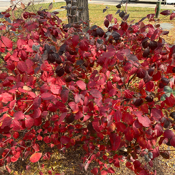 Korean Spice Viburnum - Image 2