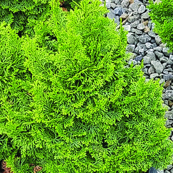 Koster's False Cypress