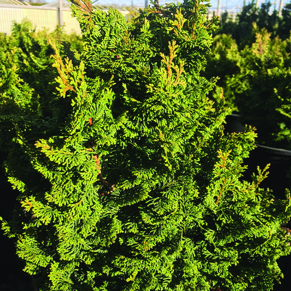 Koster's False Cypress - Image 3