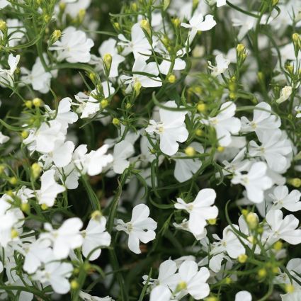 Laguna White Lobelia