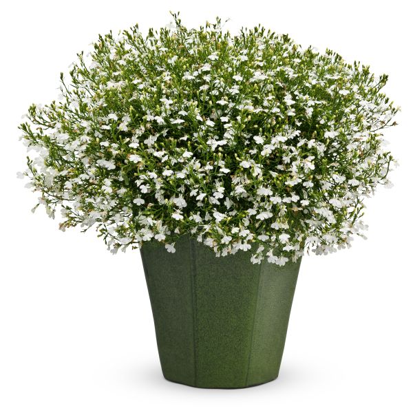 Laguna White Lobelia - Image 3