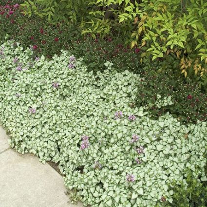 Ghost Lamium - Image 3