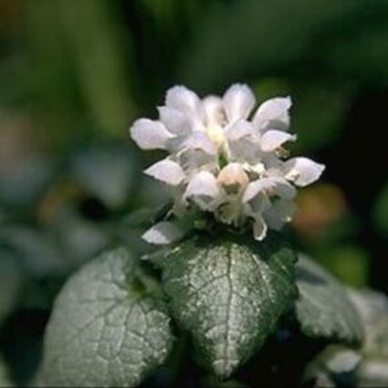 Lamium White Nancy - Image 4