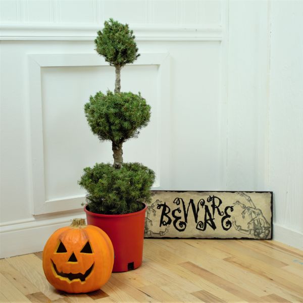 Dwarf Alberta Spruce Pom Pom Topiary - Image 4