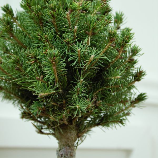 Dwarf Alberta Spruce Pom Pom Topiary - Image 3