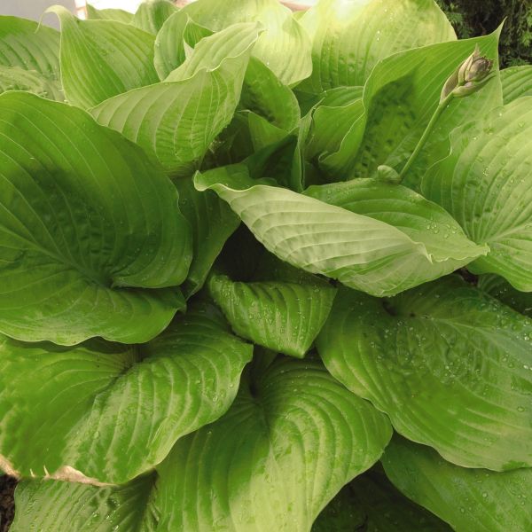 Sum and Substance Hosta - Image 5