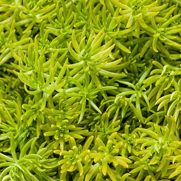Lemon Coral™ Sedum - Image 3