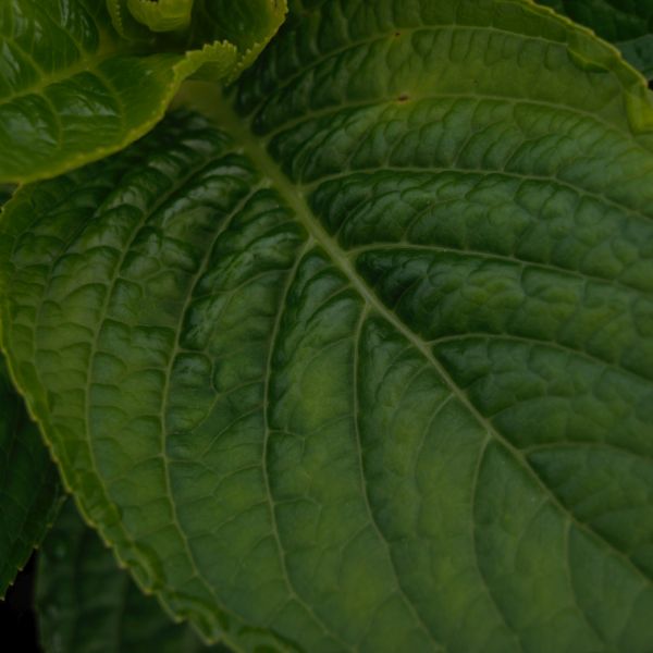 Let's Dance® Blue Jangles® Reblooming Hydrangea - Image 2