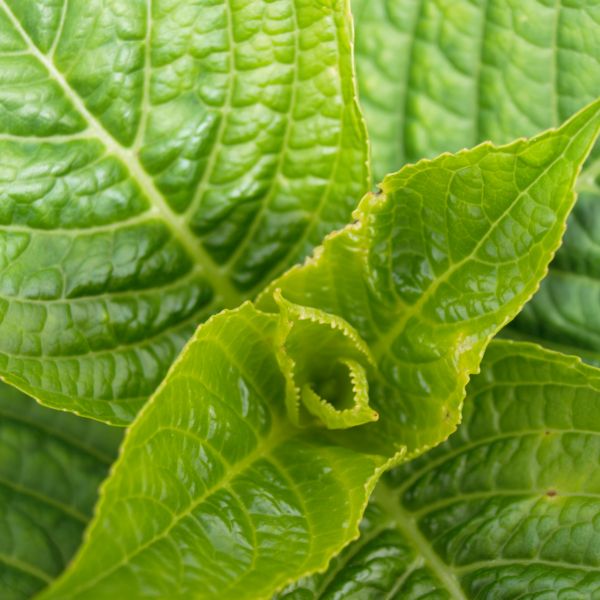 Let's Dance® Blue Jangles® Reblooming Hydrangea - Image 3