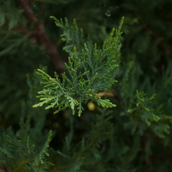 Leyland Cypress - Image 4