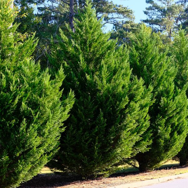 Leyland Cypress - Image 3