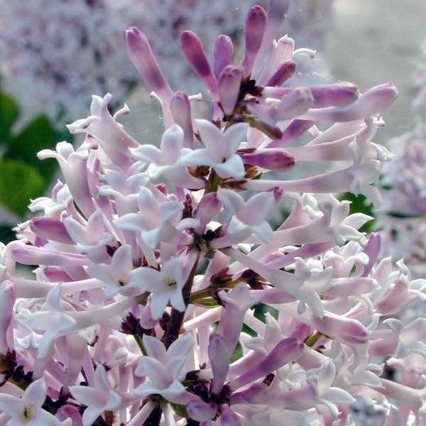 Miss Kim Lilac - Image 4