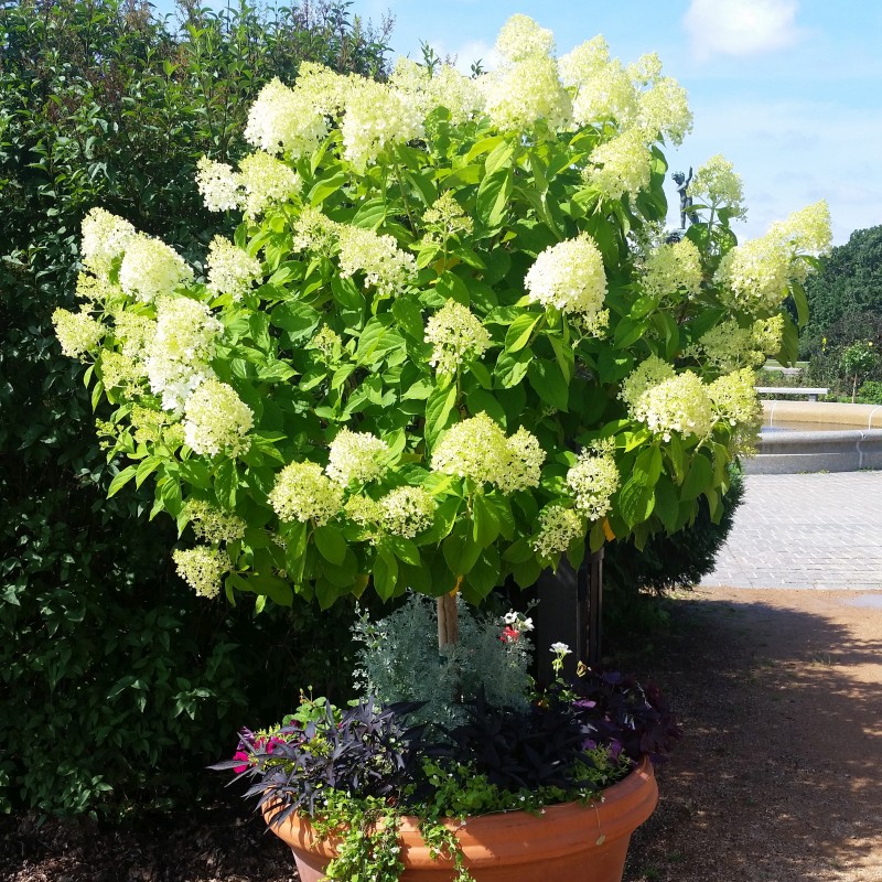Limelight Hydrangea Tree Form - Image 5