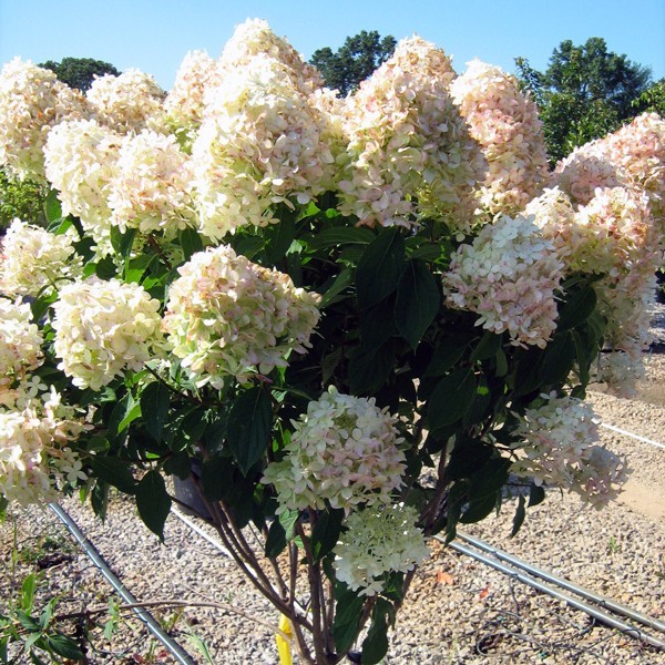 Limelight Hydrangea Tree Form - Image 3