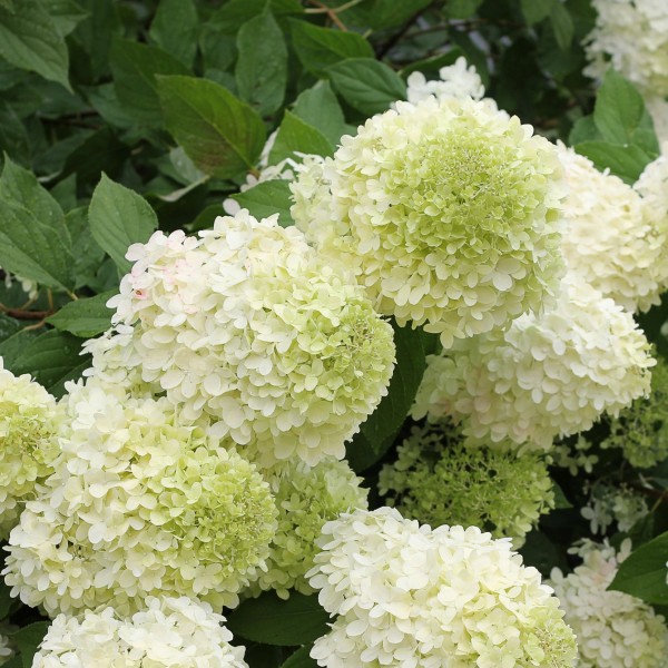 Limelight Hydrangea Tree Form - Image 4