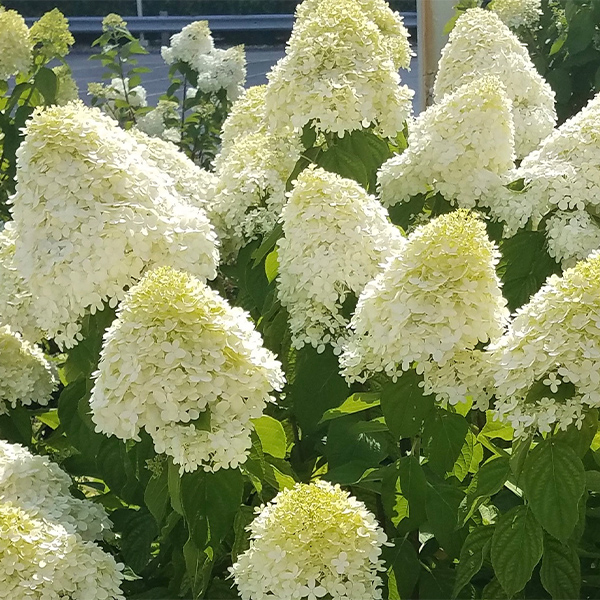 Limelight Hydrangea Tree Form