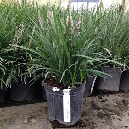 Spicata Liriope - Image 3