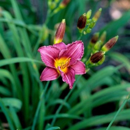 Little Grapette Daylily