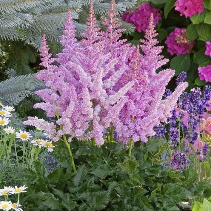 Little Vision in Purple Astilbe