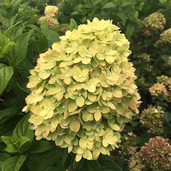 Little Lime® Hydrangea Tree Form - Image 3
