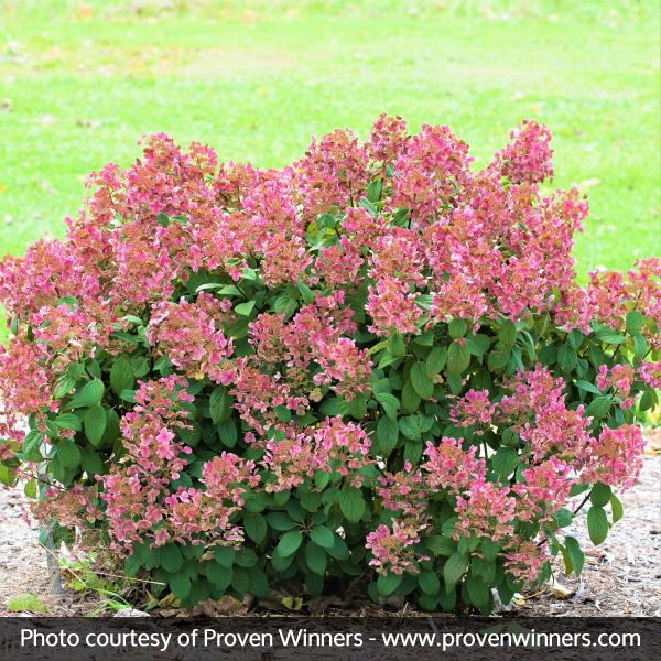 Little Quick Fire® Hydrangea