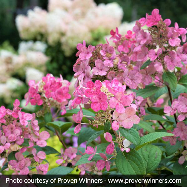 Little Quick Fire® Hydrangea - Image 5