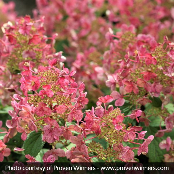 Little Quick Fire® Hydrangea - Image 4