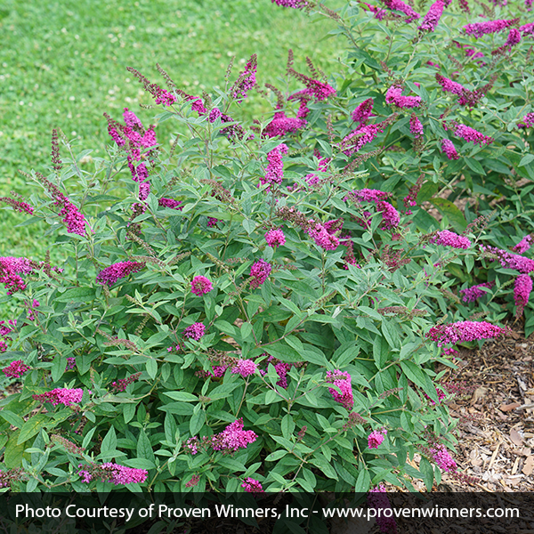 Lo & Behold Ruby Chip® Butterfly Bush