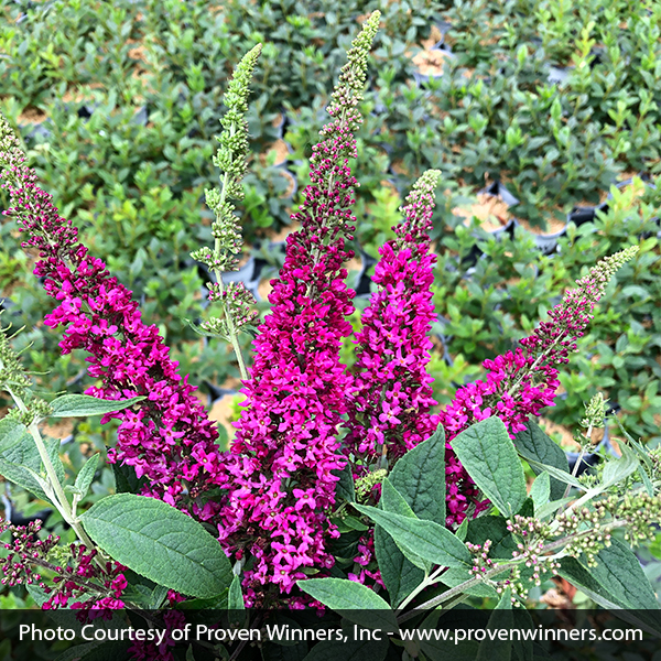 Lo & Behold Ruby Chip® Butterfly Bush - Image 3