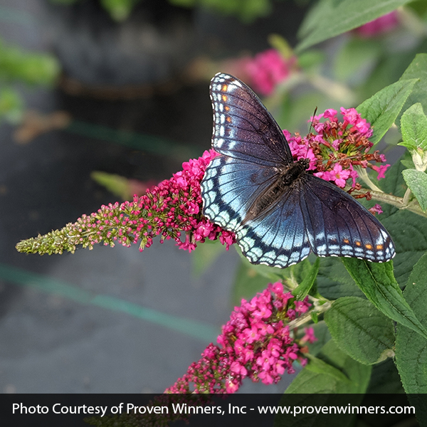 Lo & Behold Ruby Chip® Butterfly Bush - Image 4
