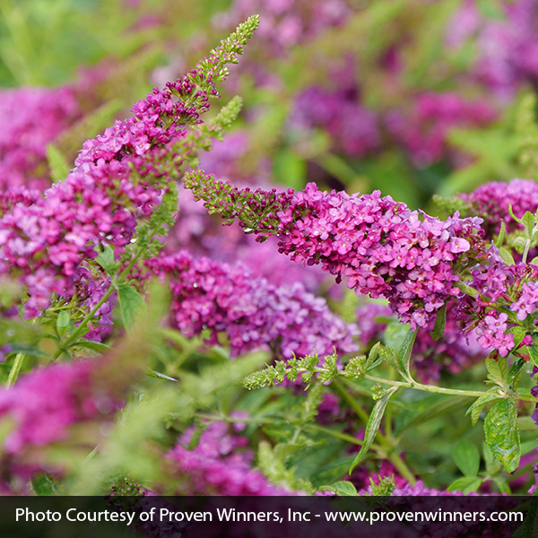 Lo & Behold Ruby Chip® Butterfly Bush - Image 5