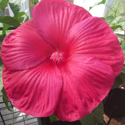 Luna Red Hibiscus