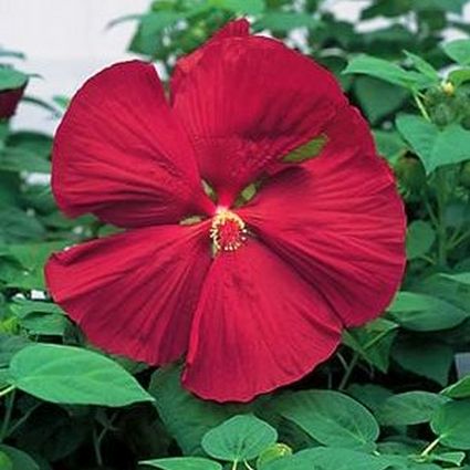 Luna Red Hibiscus - Image 4