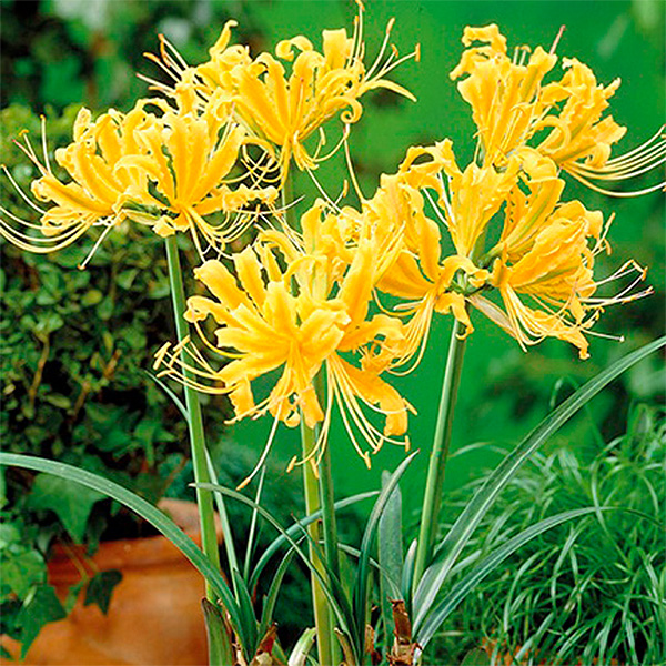 Yellow Spiderlily
